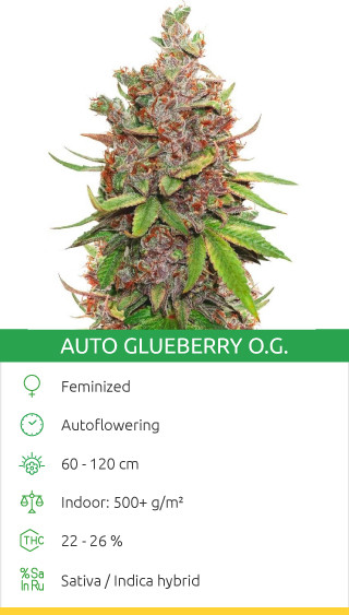 Auto Glueberry OG