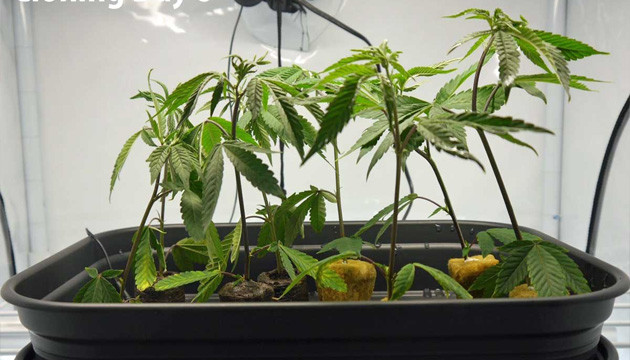 how to clone cannabis in soil