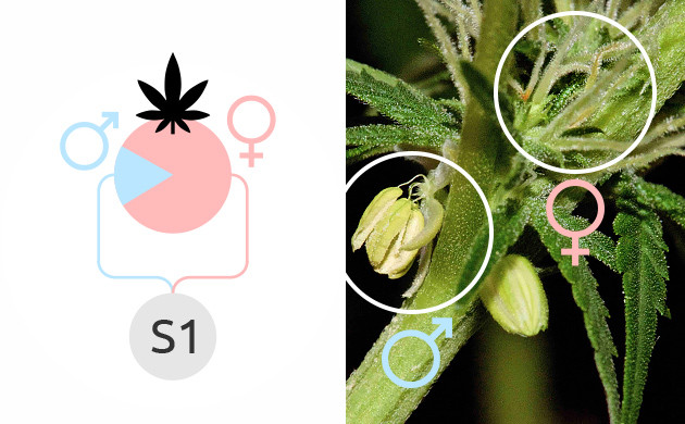 La ciencia detrás de la selección de semillas de cannabis – LaFlecha