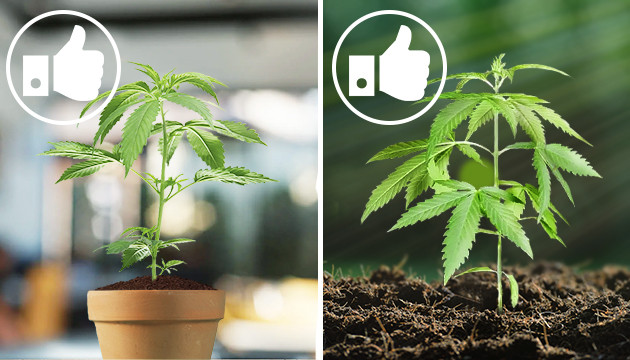 best choice for indoor and outdoor growing