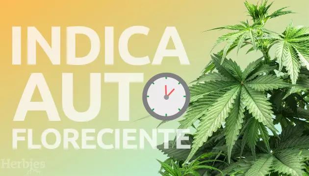 indica autoflorecientes