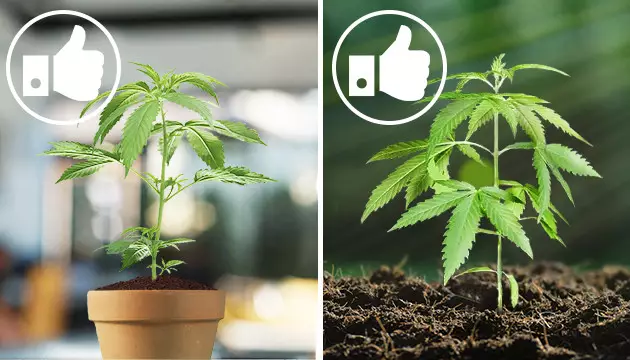 best choice for indoor and outdoor growing