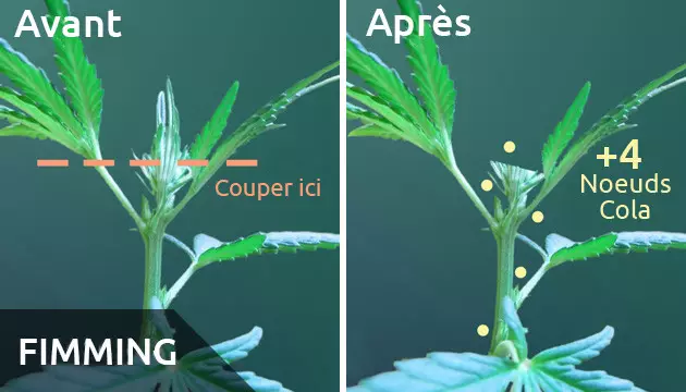 low stress training plants