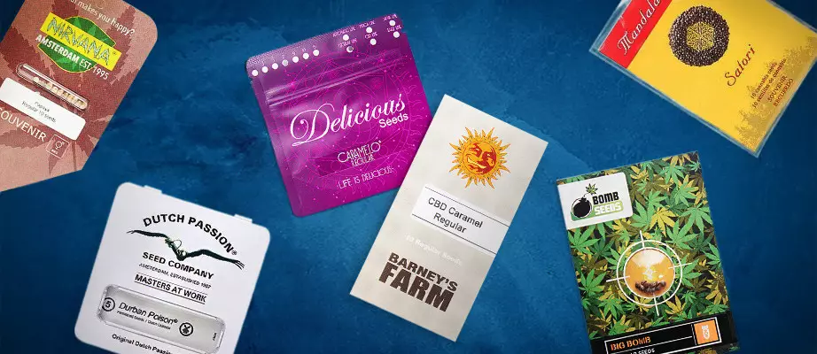 reguläre cannabissamen