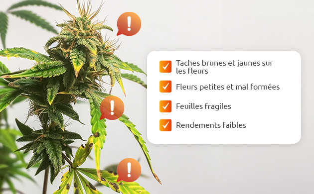 gerer les problemes de cal-mag pendant la floraison