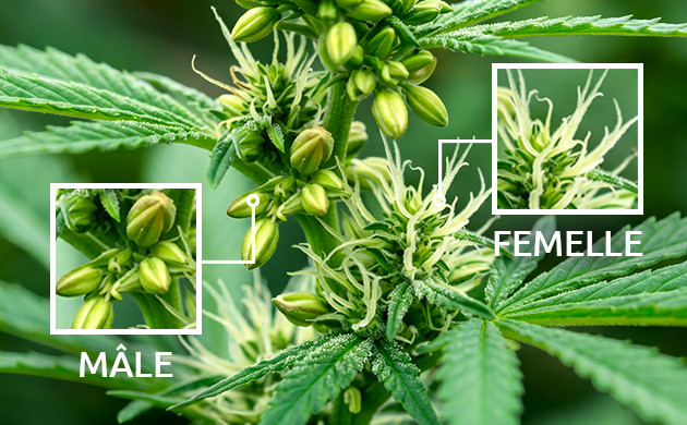 qu’est-ce qu’une plante de cannabis hermaphrodite ?