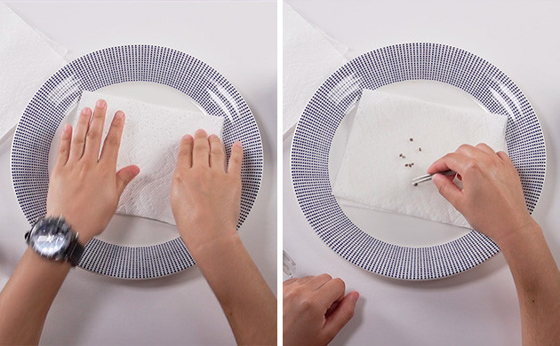 Germinating marijuana seeds with wet paper towels