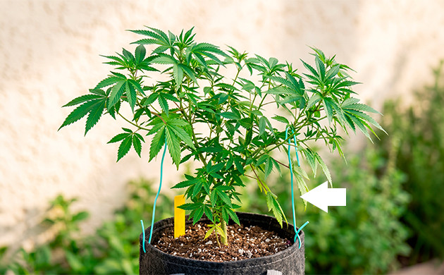 Bend Stems to Create Even Canopy bend stems to create even canopy