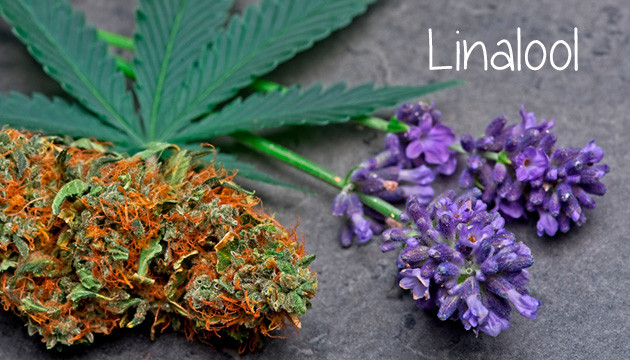 linalool propiedades