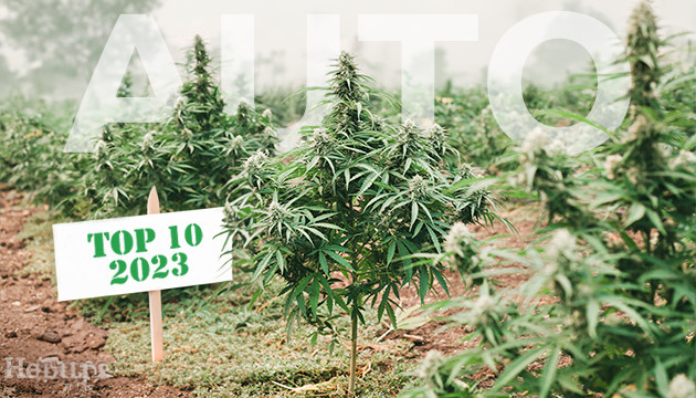 10 best outdoor autoflower strains to grow