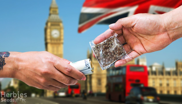 cannabis seeds in London