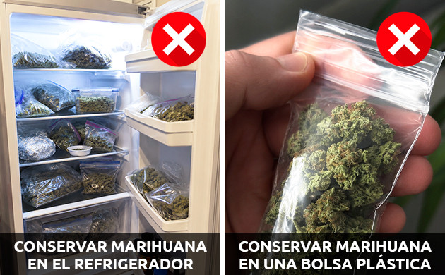 Qué no hacer al momento de conservar marihuana qué no hacer al momento de conservar marihuana