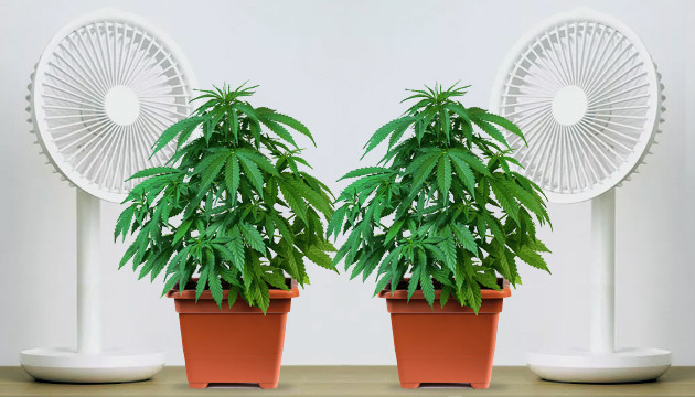 cannabis plant per
