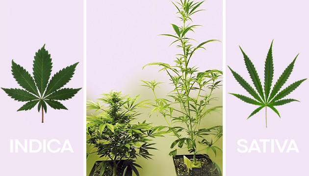 tipos de hojas de marihuana