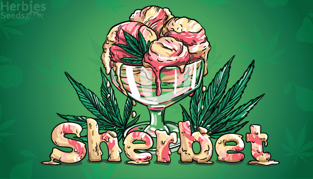 Información sobre las cepas Sherbet: cultivo, sabores, efectos y más