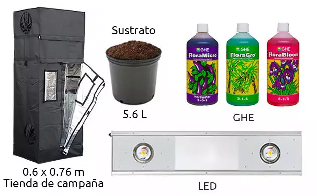 Do Si Dos original sensible seeds