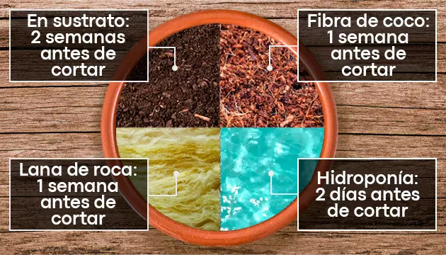 como saber cuando hacer el lavado de raices
