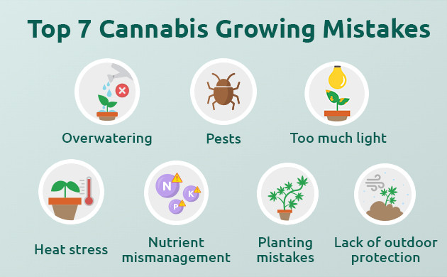 7 cannabis growing mistakes