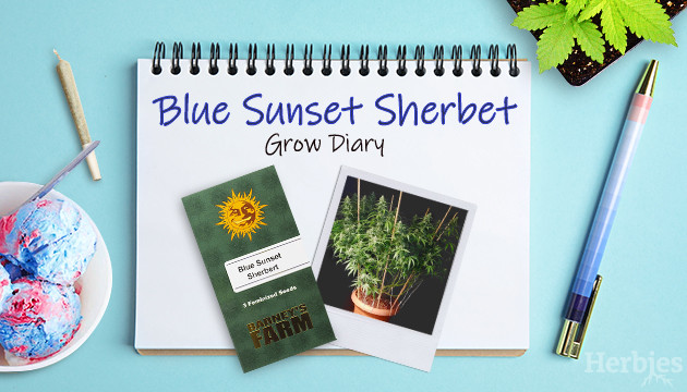 blue sunset sherbet grow journal