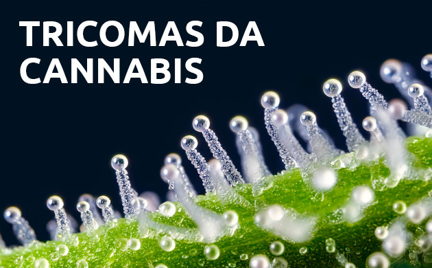 tricomas da cannabis