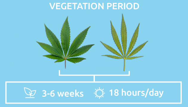 indica vs sativa strains