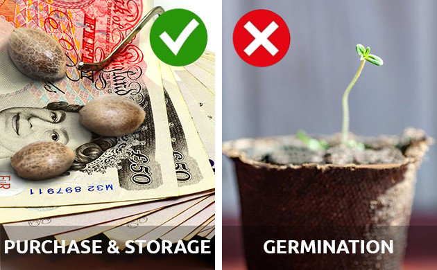 legality of cannabis seeds