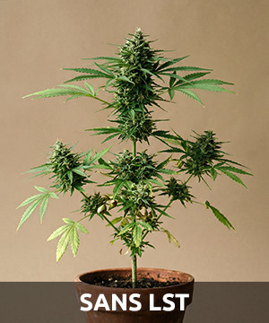 how to hide weed in your room