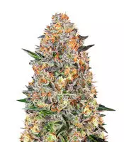 Bubba Kush Seeds | Feminized Bubba Kush Strain Bubba Kush (Barney's Farm)