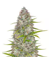 Orange Sherbet Auto Cannabis-Samen Kaufen Orange Sherbet Auto (Fast Buds)