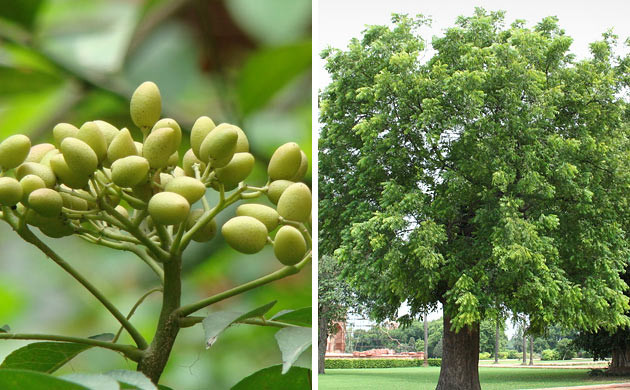 Perché l'olio di Neem dovrebbe diventare la più recente aggiunta al tuo  giardino di cannabis? - Herbies