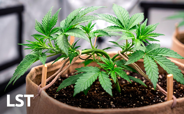 LST cannabis pc case stealth grow