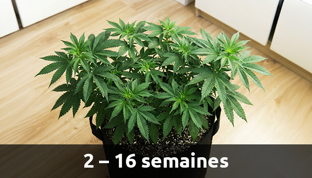 Stade végétatif la croissance du cannabis en interieur