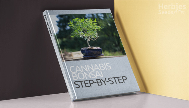 faire pousser un bonsaï de cannabis