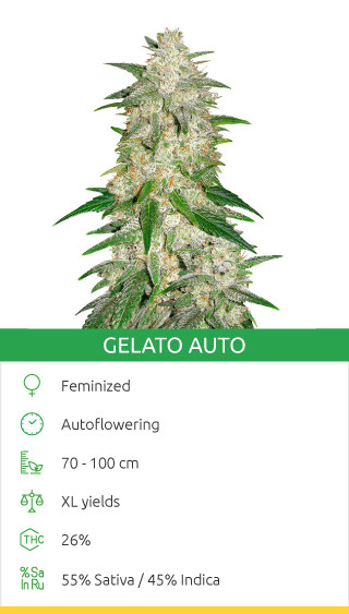 How To Grow Autoflowering Cannabis - Herbies