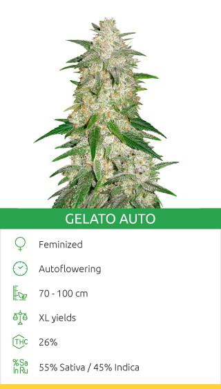 Gelato Auto strain seeds