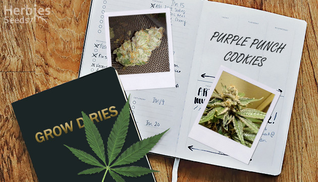 diario de cultivo de la OSS Purple Punch Cookies