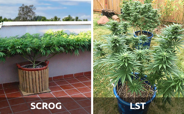 ScrOGging for marijuana camo