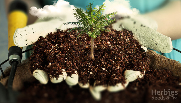 How to grow cannabis in coco coir? – The Coco Depot