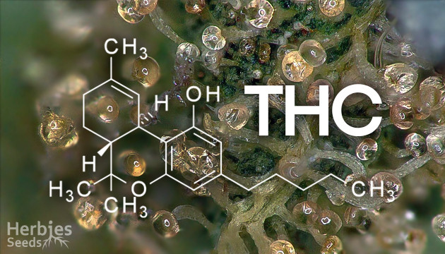 What is THC