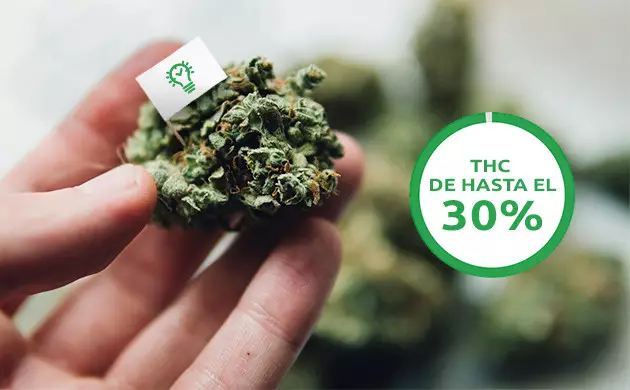 semillas de marihuana