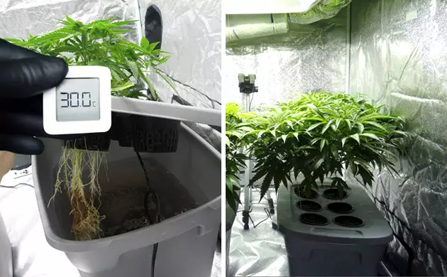 temperatura raices marihuana