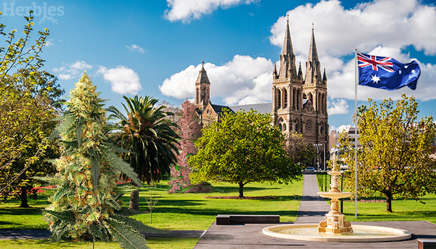 Cannabis Seeds in Adelaide