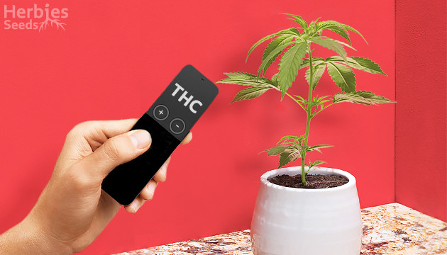 Come aumentare il THC nella cannabis: metodi comprovati e miti pericolosi -  Herbies