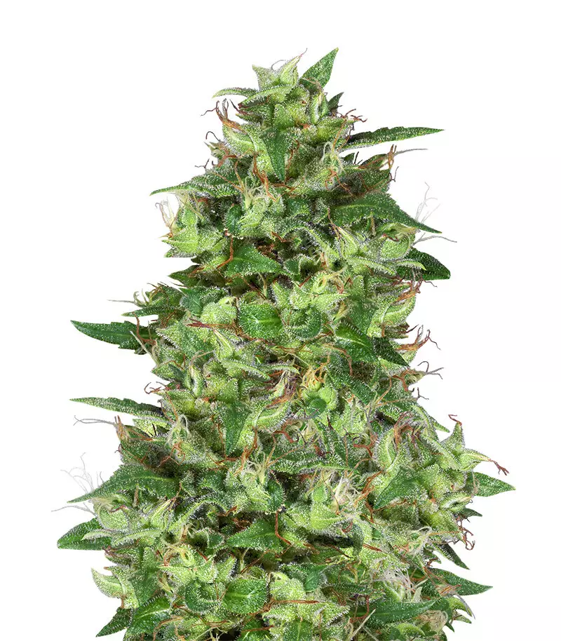 Semi di cannabis Gorilla Trippy