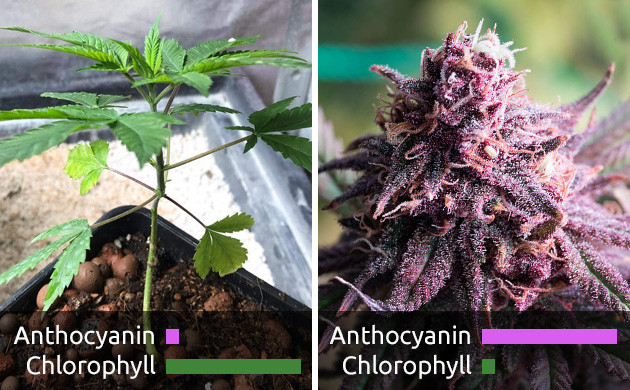 purple marijuana strains