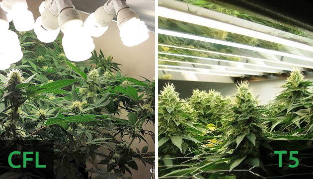 Focos de cultivo CFL vs T5