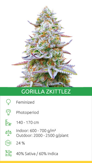 Gorilla Zkittlez