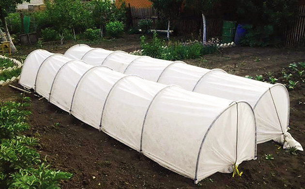 Cannabis Greenhouse