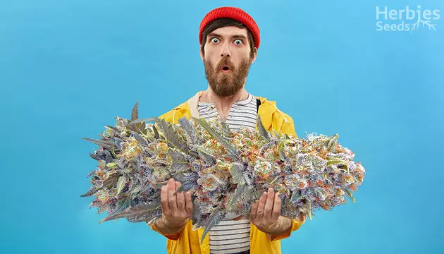 cogollos de marihuana