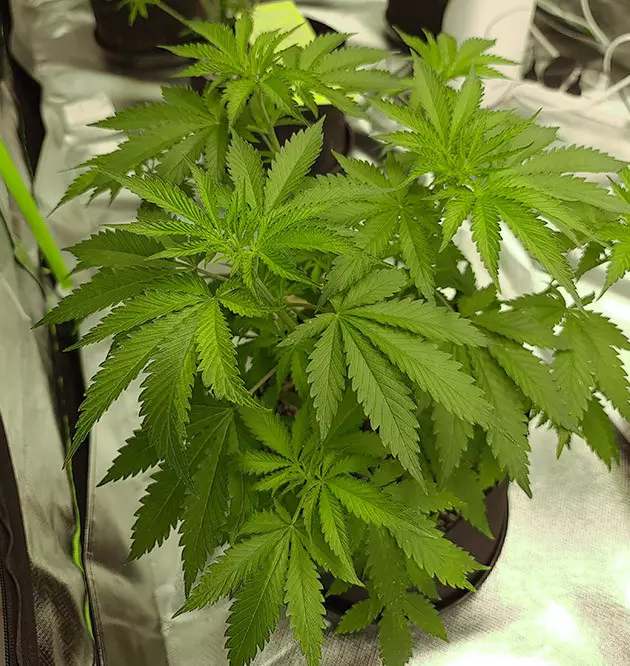 bruce banner #3 by original sensible seeds grow report